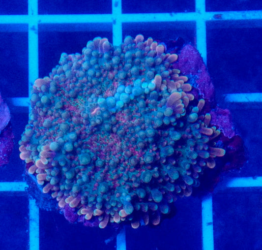 (WYSIWYG) Blue Bubble Rainbow Yuma