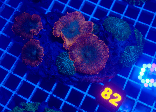 (WYSIWYG) Mushroom Colony 82