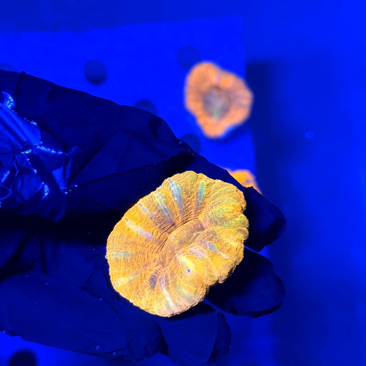 Reverse Bleeding Apple Scoly E2