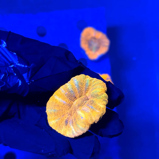Reverse Bleeding Apple Scoly E2
