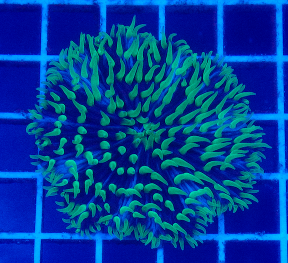 (WYSIWYG) Aussie Tri-Colored Fungia B1 (3")