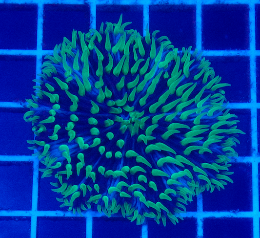 (WYSIWYG) Aussie Tri-Colored Fungia B1 (3")