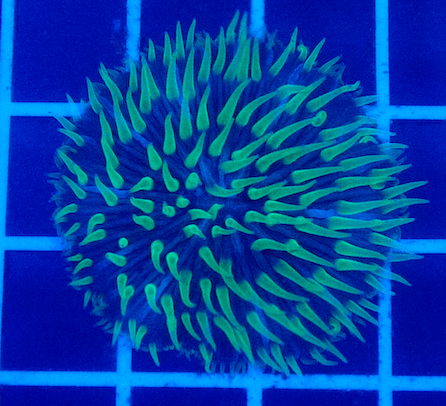 (WYSIWYG) Aussie Tri-Colored Fungia C1 (2")