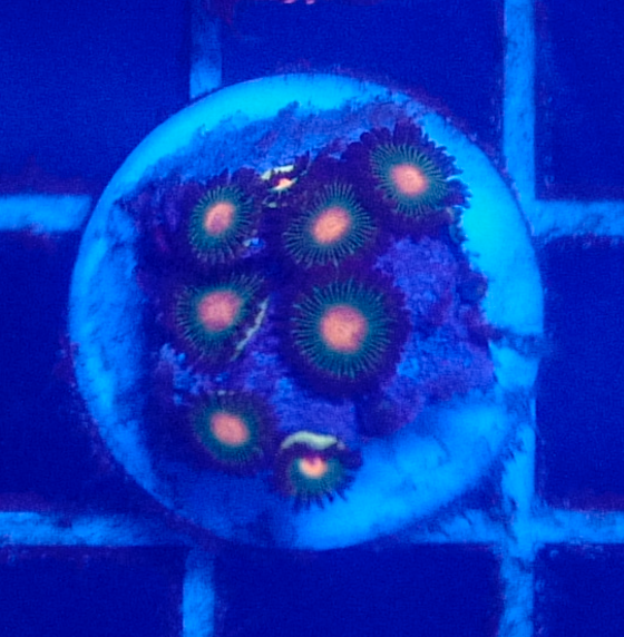 Assorted Zoas (5+ Polyps)