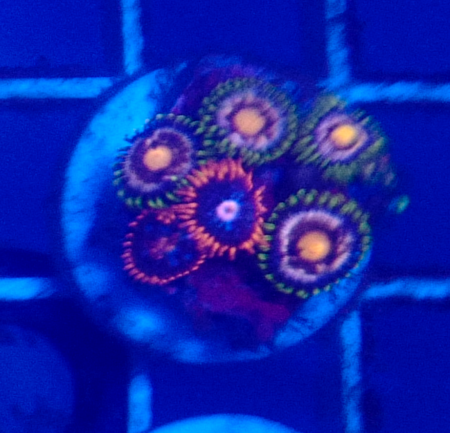 Assorted Zoas (5+ Polyps)