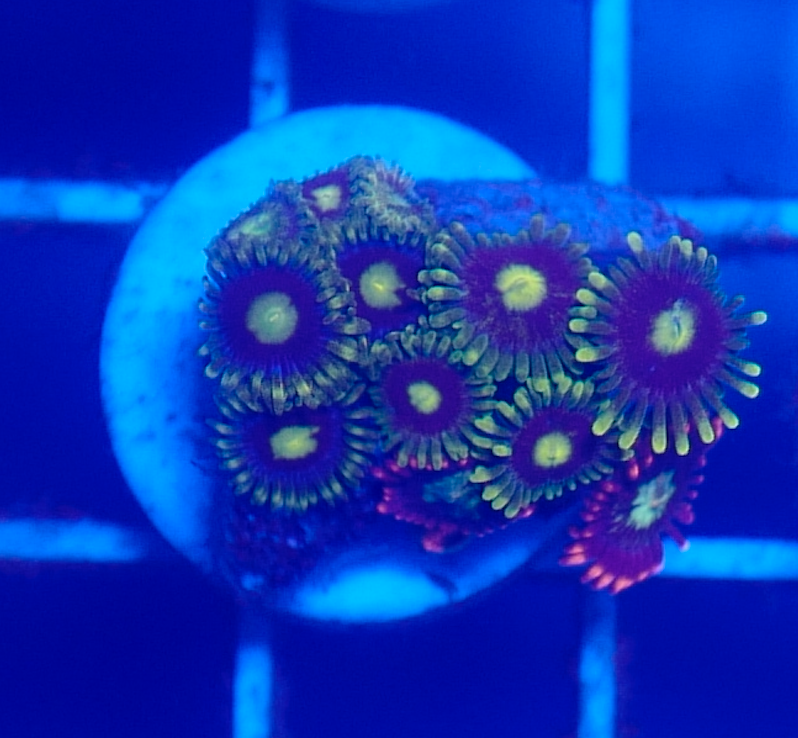 Assorted Zoas (5+ Polyps)