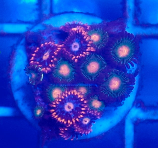 Assorted Zoas (5+ Polyps)