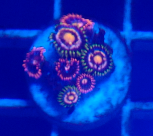 Assorted Zoas (5+ Polyps)