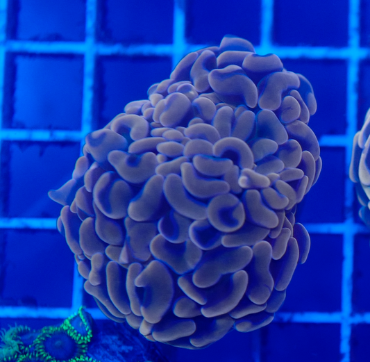 (WYSIWYG) Rose Gold Hammer Aussie A1