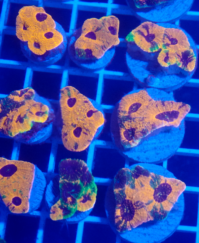 Rainbow Acan Echinata (Orange/Green/Purple)