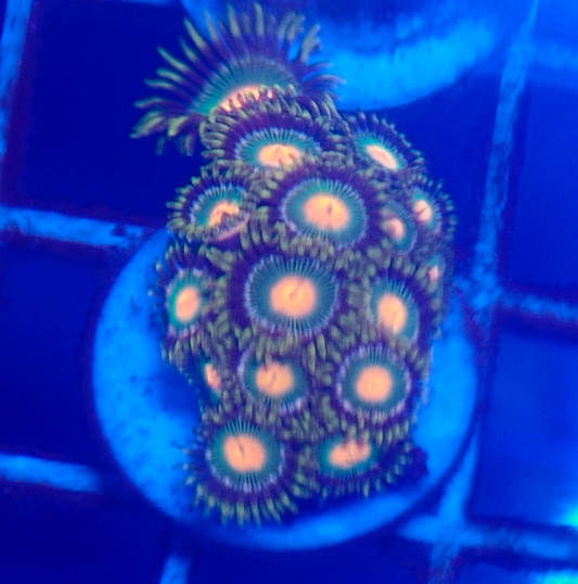 Assorted Zoas (4+ Polyps)