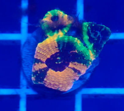 Rainbow Acan Echinata (Orange/Green/Purple)