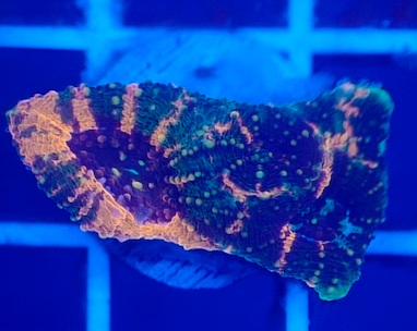 Rainbow Acan Echinata (Orange/Green/Purple)