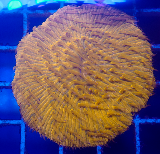 (WYSIWYG) Orange Fungia Plate (~3")