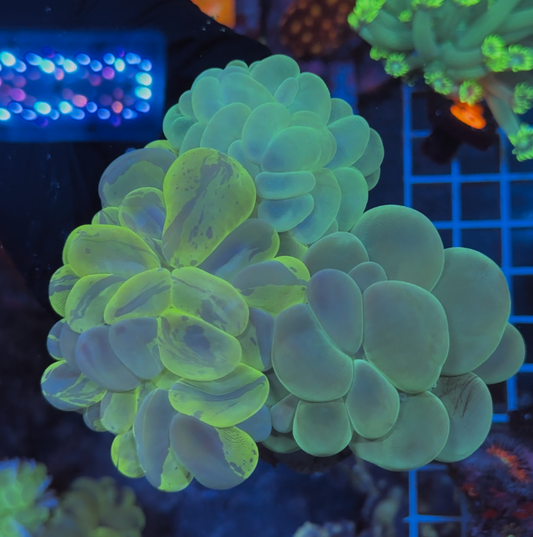 (WYSIWYG) Bubble Coral Triple #2