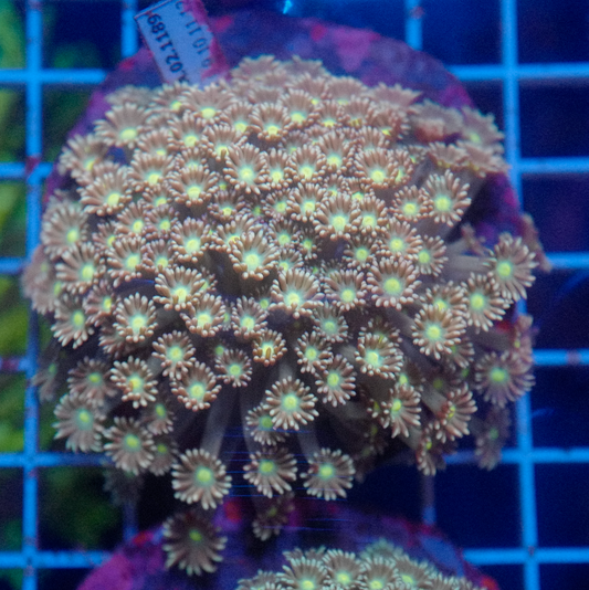 (WYSIWYG) Goni Colony R2T1A2