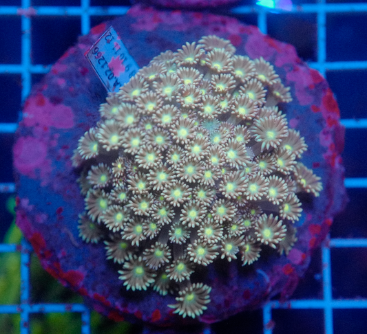 (WYSIWYG) Goni Colony R2T1A3