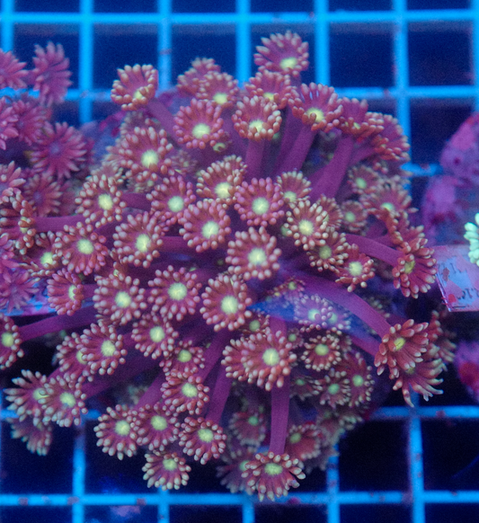 (WYSIWYG) Goni Colony R2T1A5