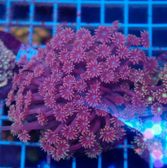 (WYSIWYG) Goni Colony R2T1A6