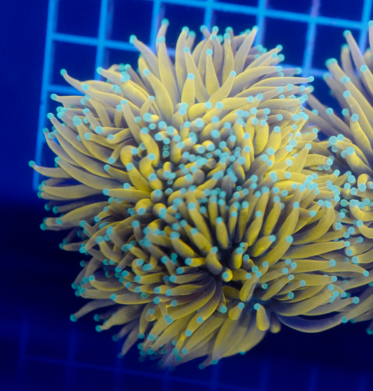 (WYSIWYG) Holy Mac/Jupiter (Splitting 4 Ways) XXL A1