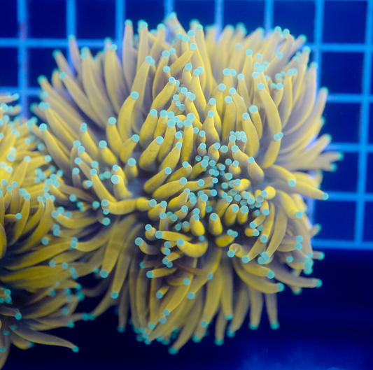 (WYSIWYG) Holy Mac/Jupiter (Splitting 5 Ways) XXL A2