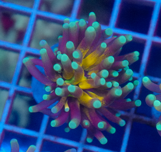 (WYSIWYG) Tiger-Type Torch A1