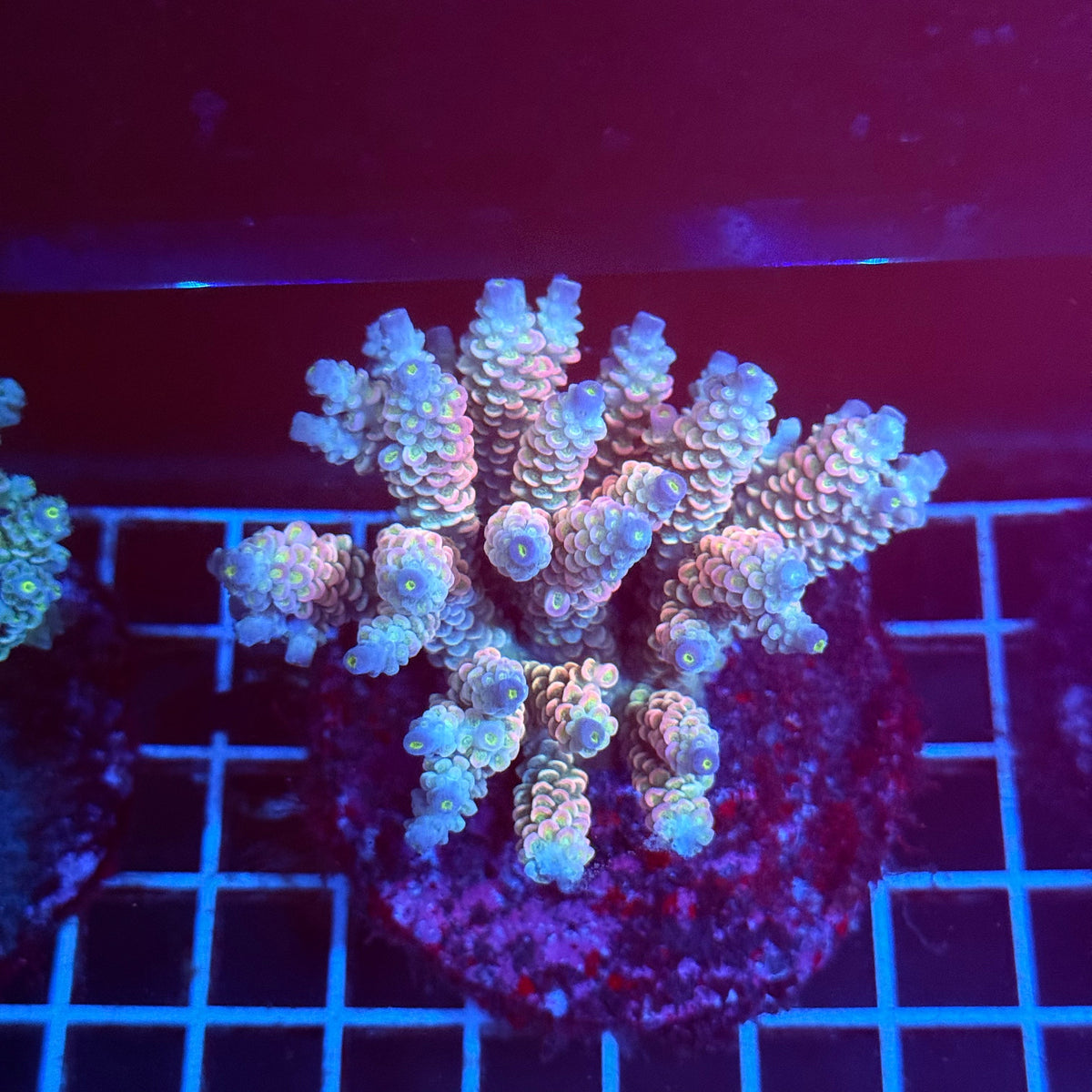 Acro Colony A4 colony