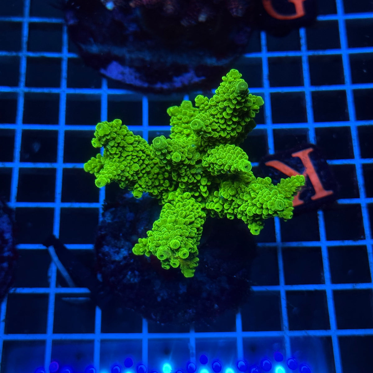 Acro Colony C10 colony