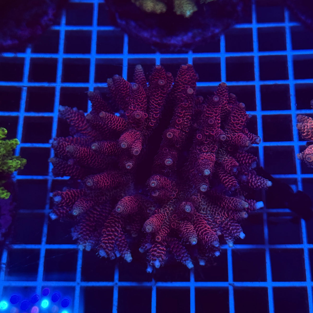 Acro Colony C6 colony