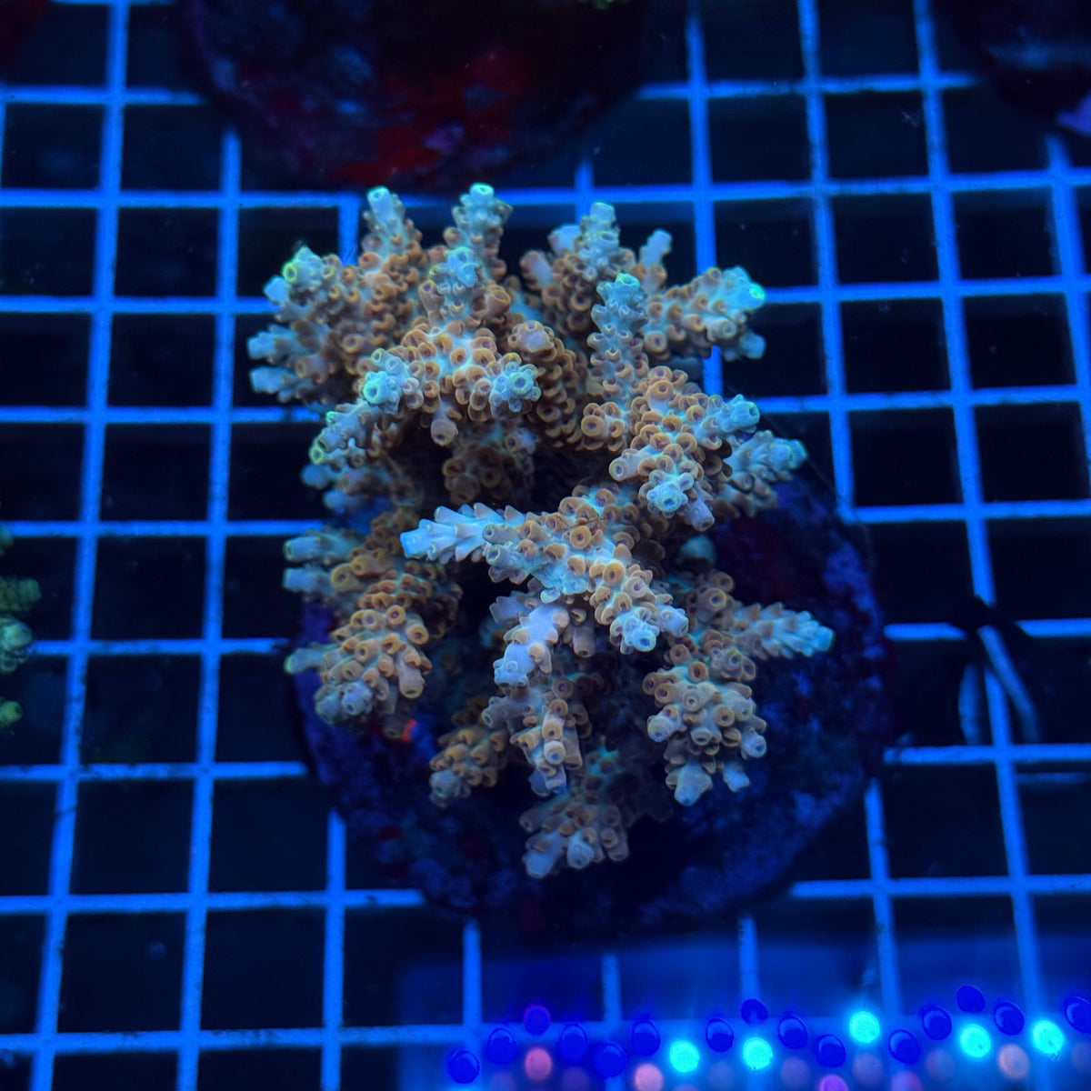 Acro Colony C9 colony