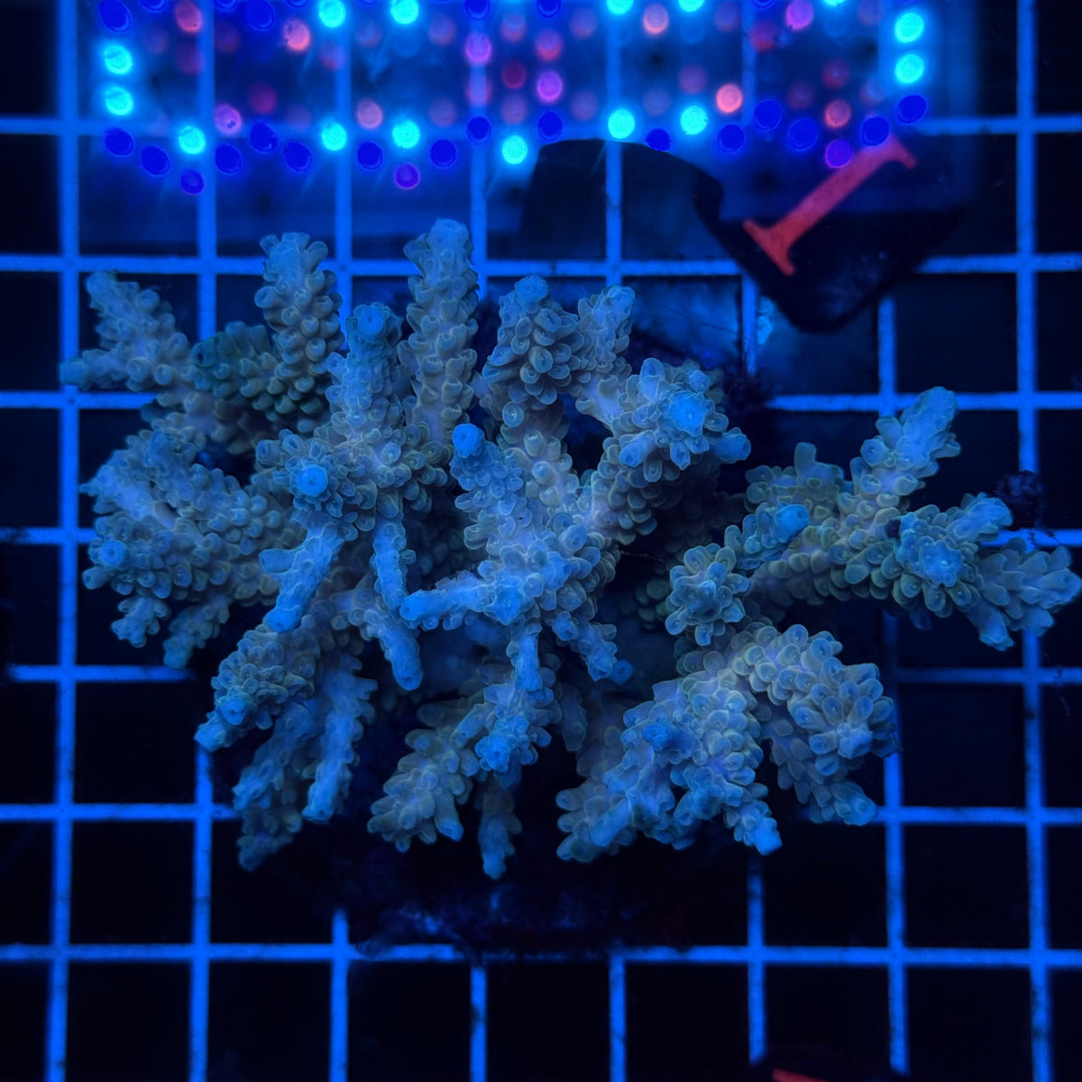 Acro Colony D10 colony
