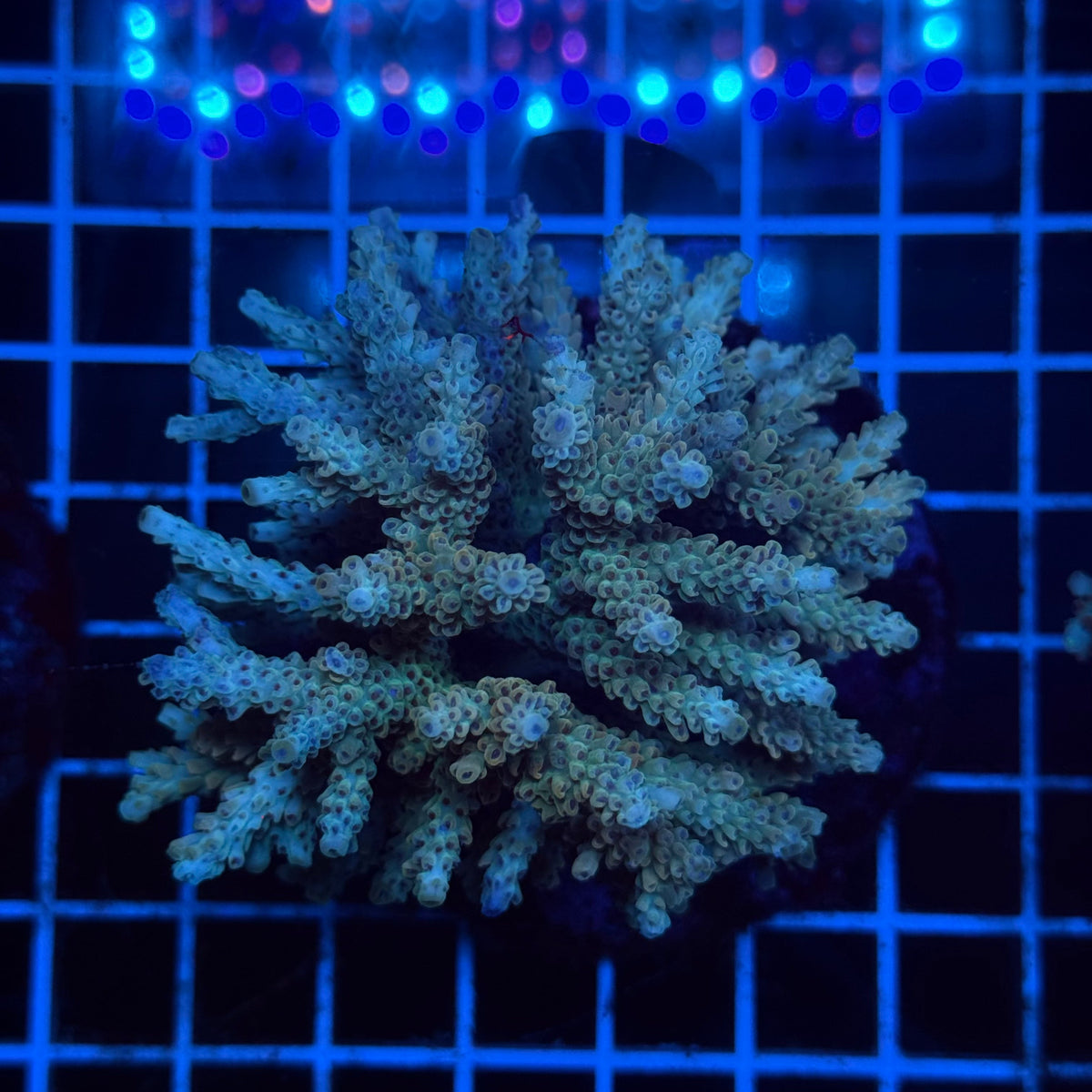Acro Colony D4 colony