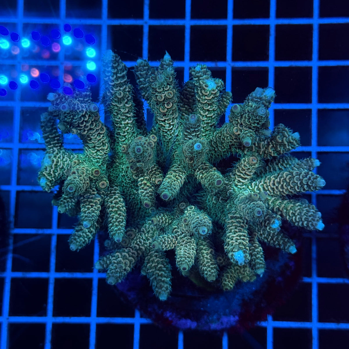 Acro Colony D6 colony