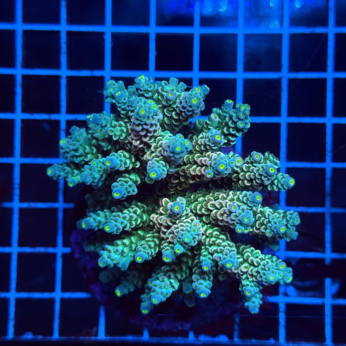 Acro Colony E3 colony