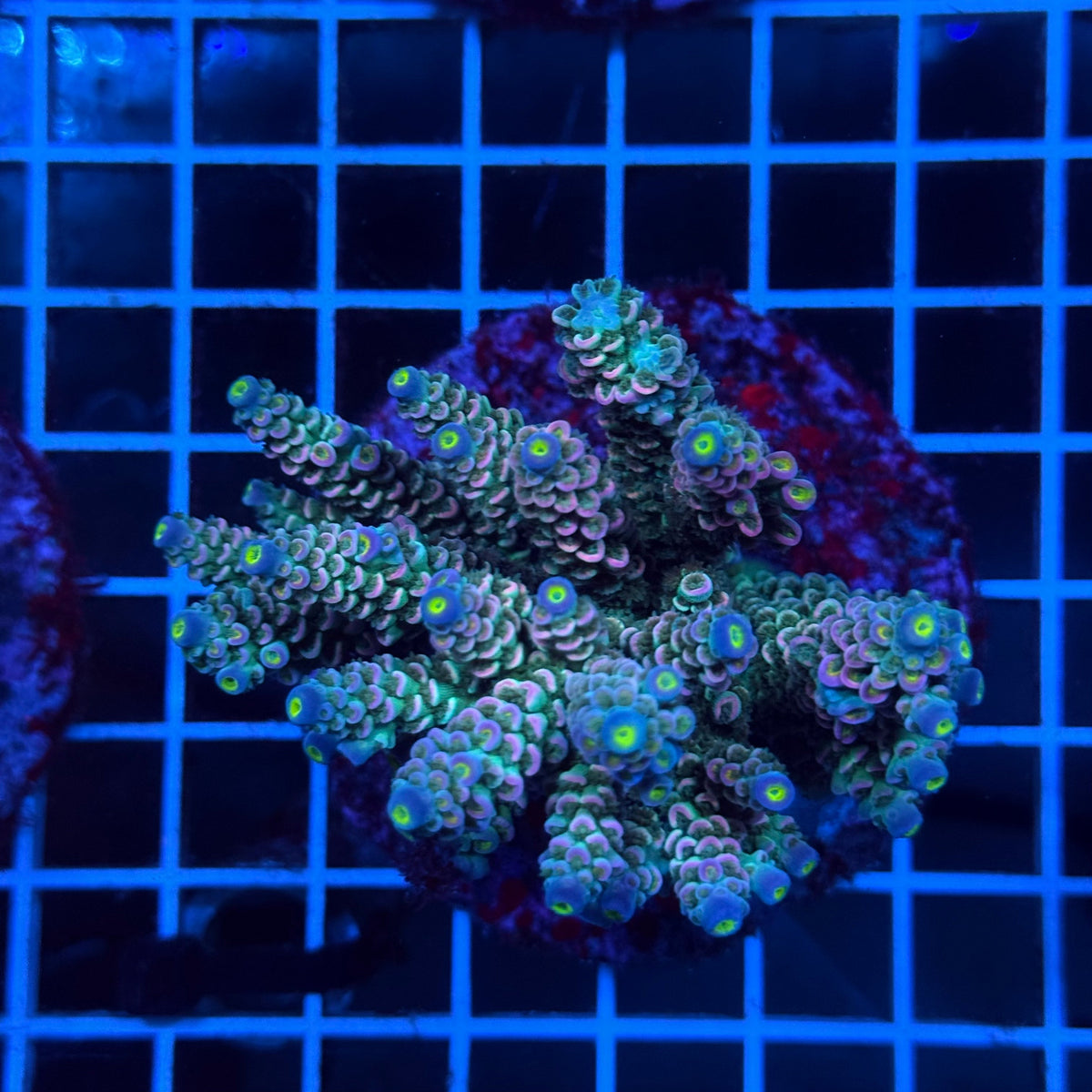 Acro Colony E7 colony