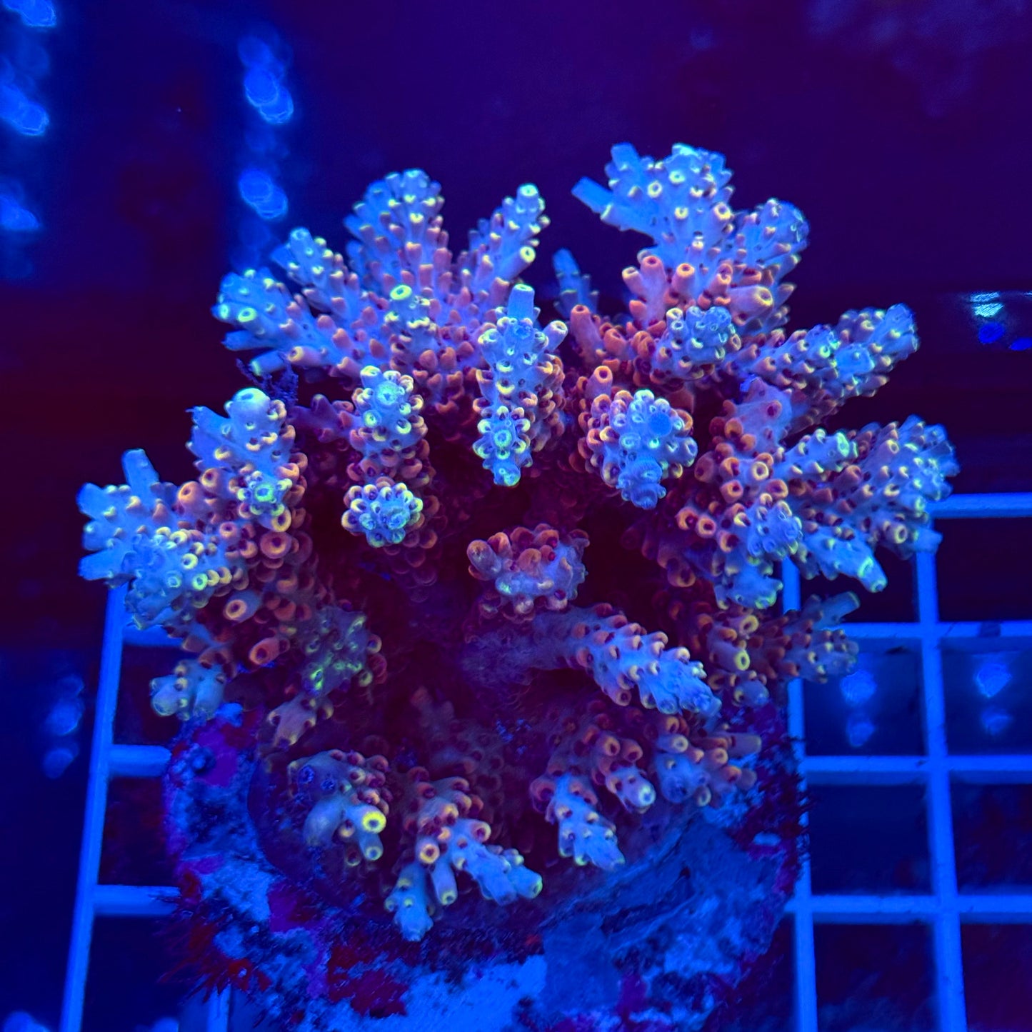 Acro Colony T2A1