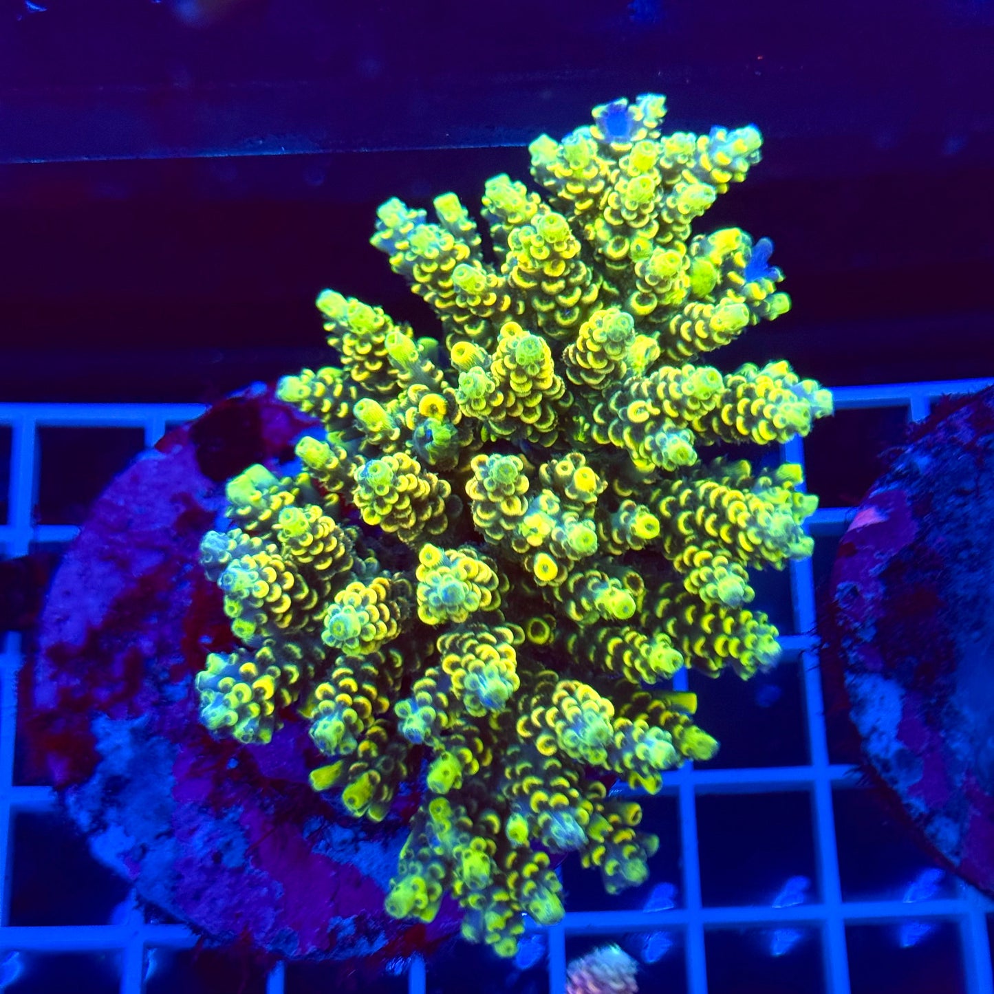 Acro Colony T2A10 "Fruit Loops"