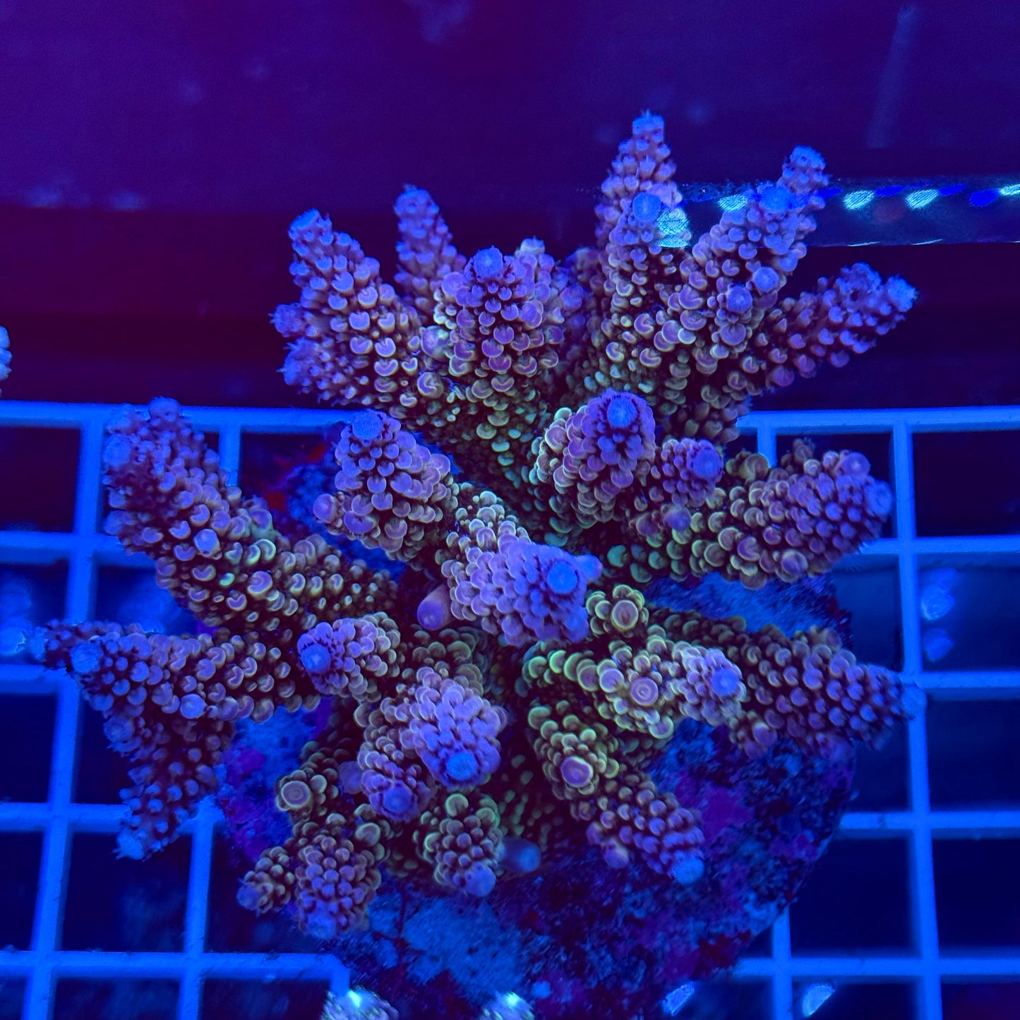 Acro Colony T2A2