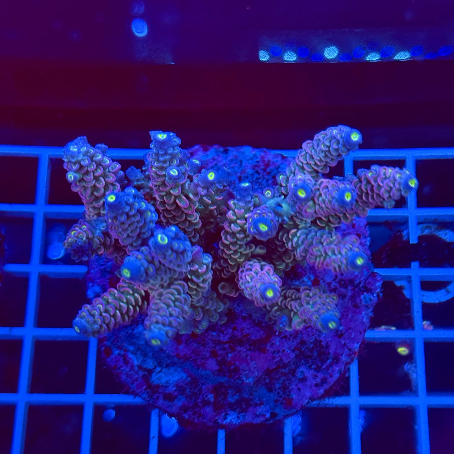 Acro Colony T2A3