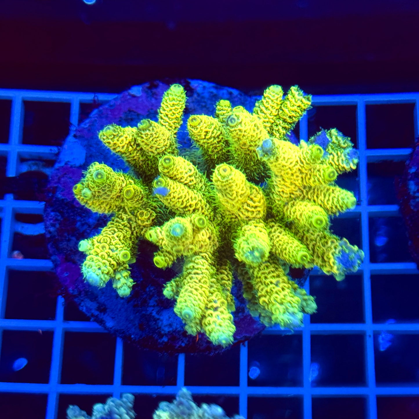 Acro Colony T2A4