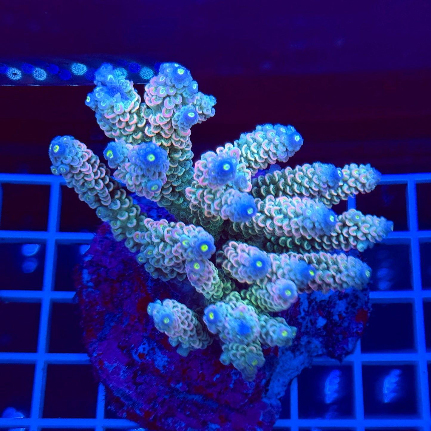 Acro Colony T2A5 "UWA Skittles"