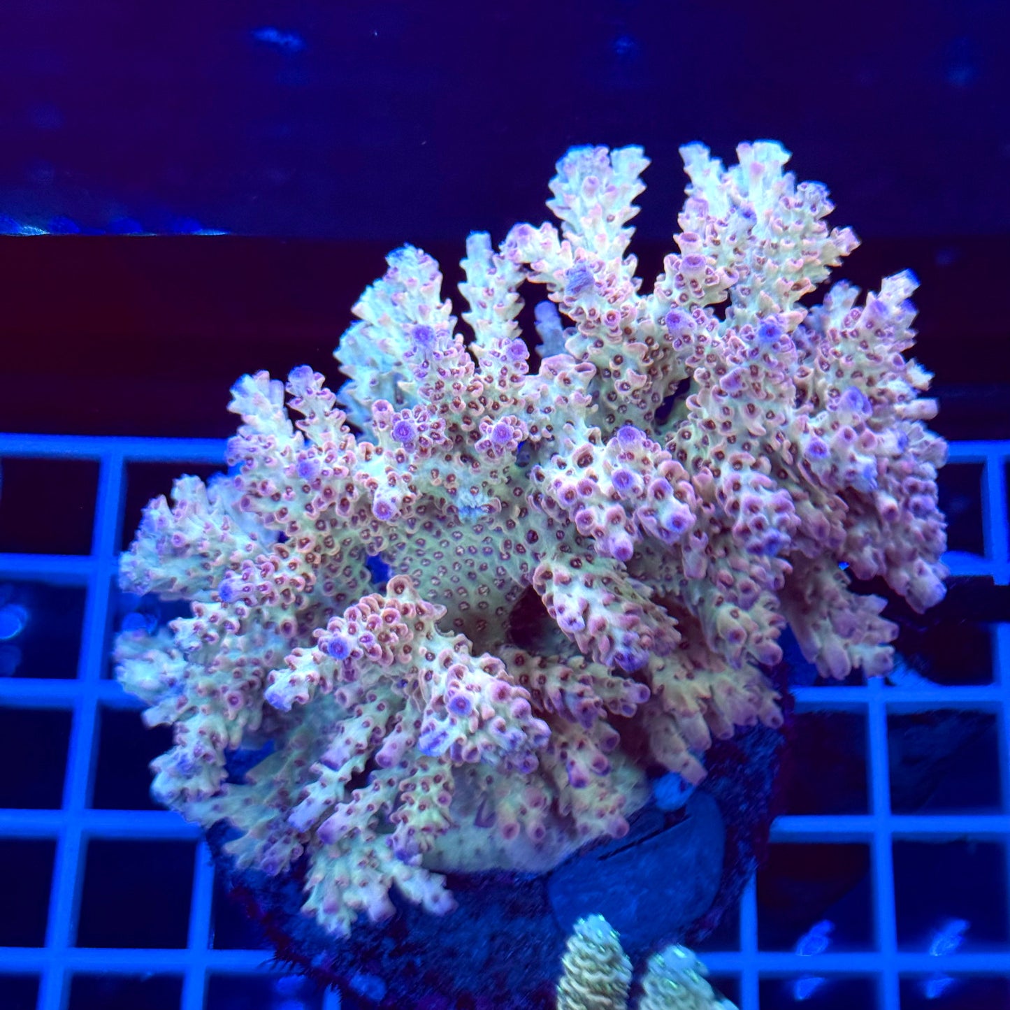 Acro Colony T2A6