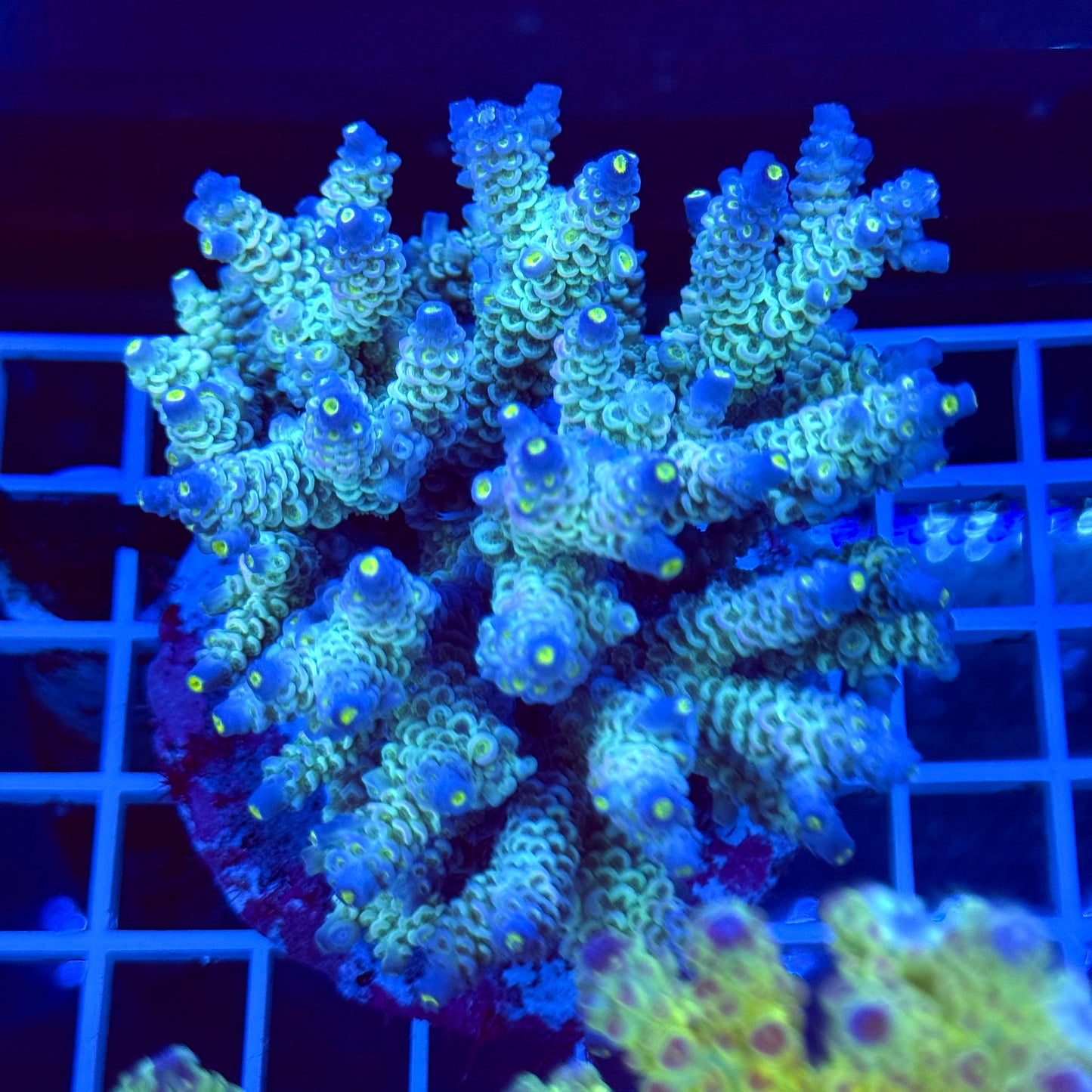 Acro Colony T2A7