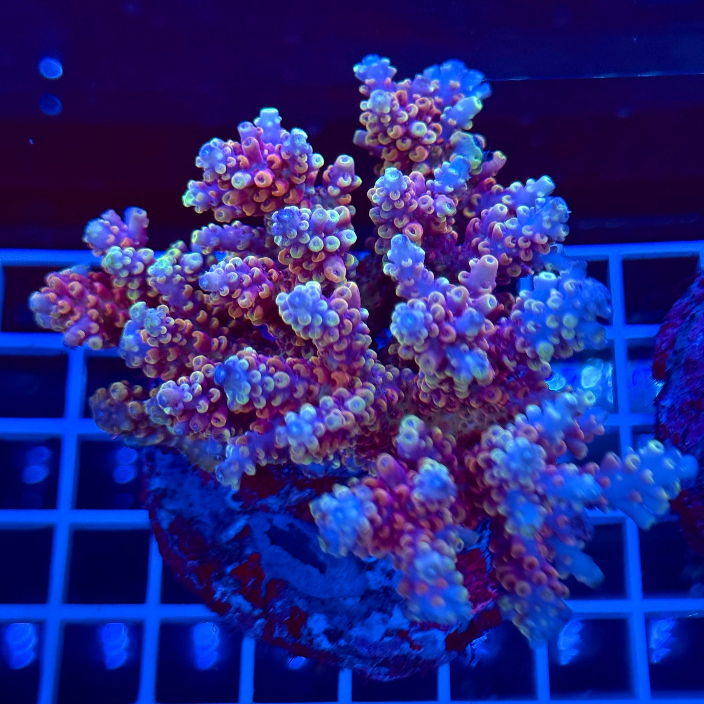 Acro Colony T2A8