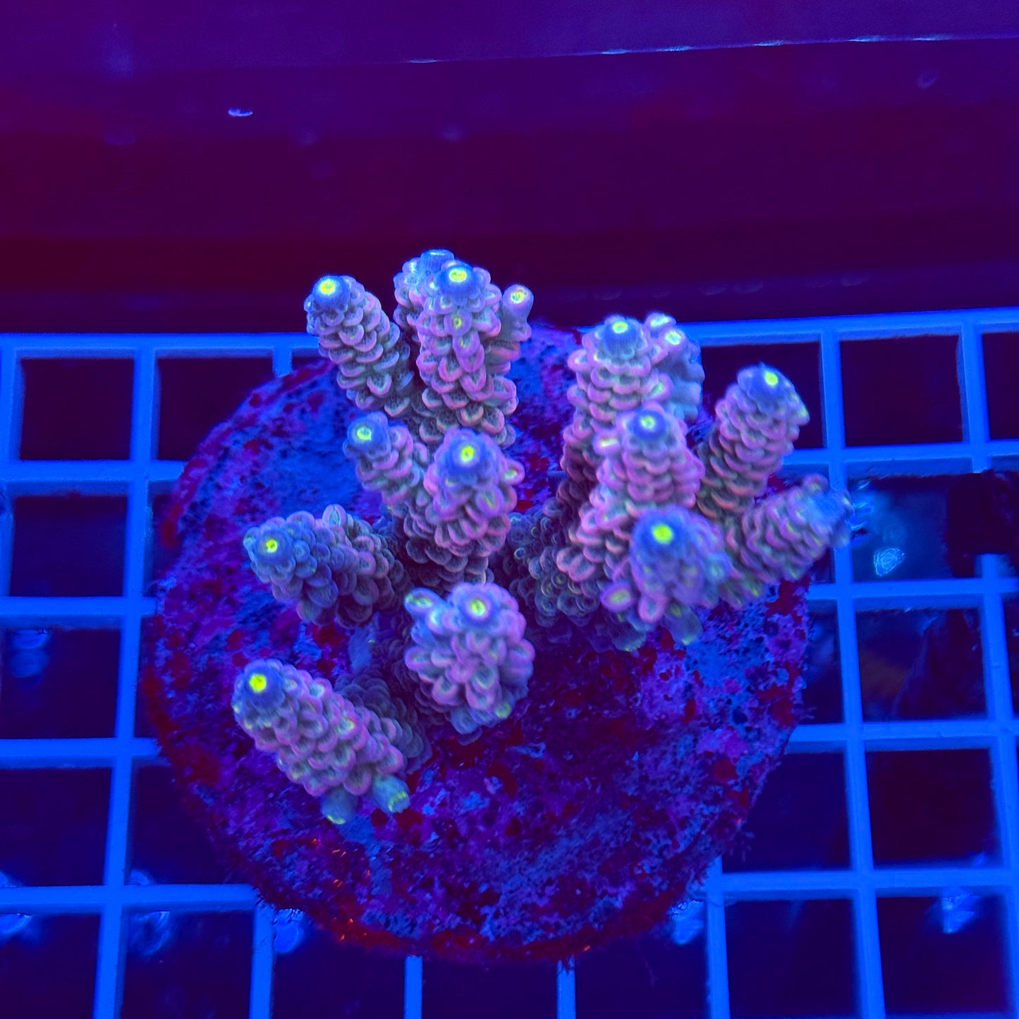 Acro Colony T2A9