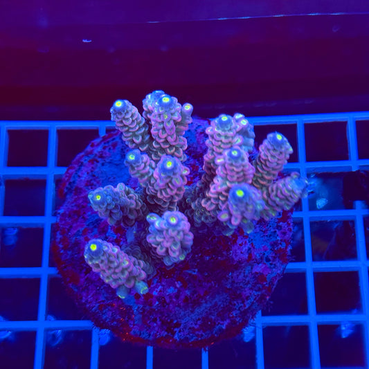 Acro Colony T2A9