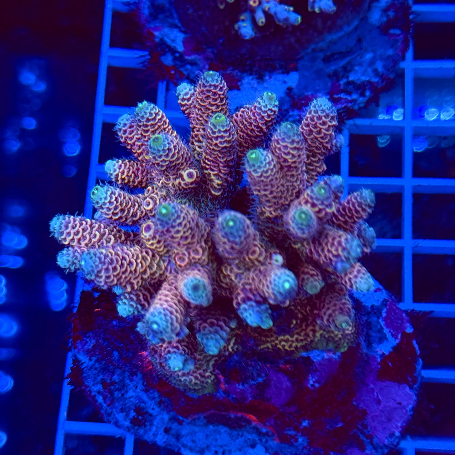 Acro Colony T2B1
