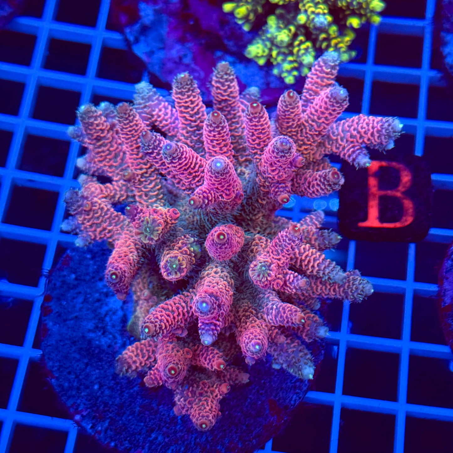 Acro Colony T2B10