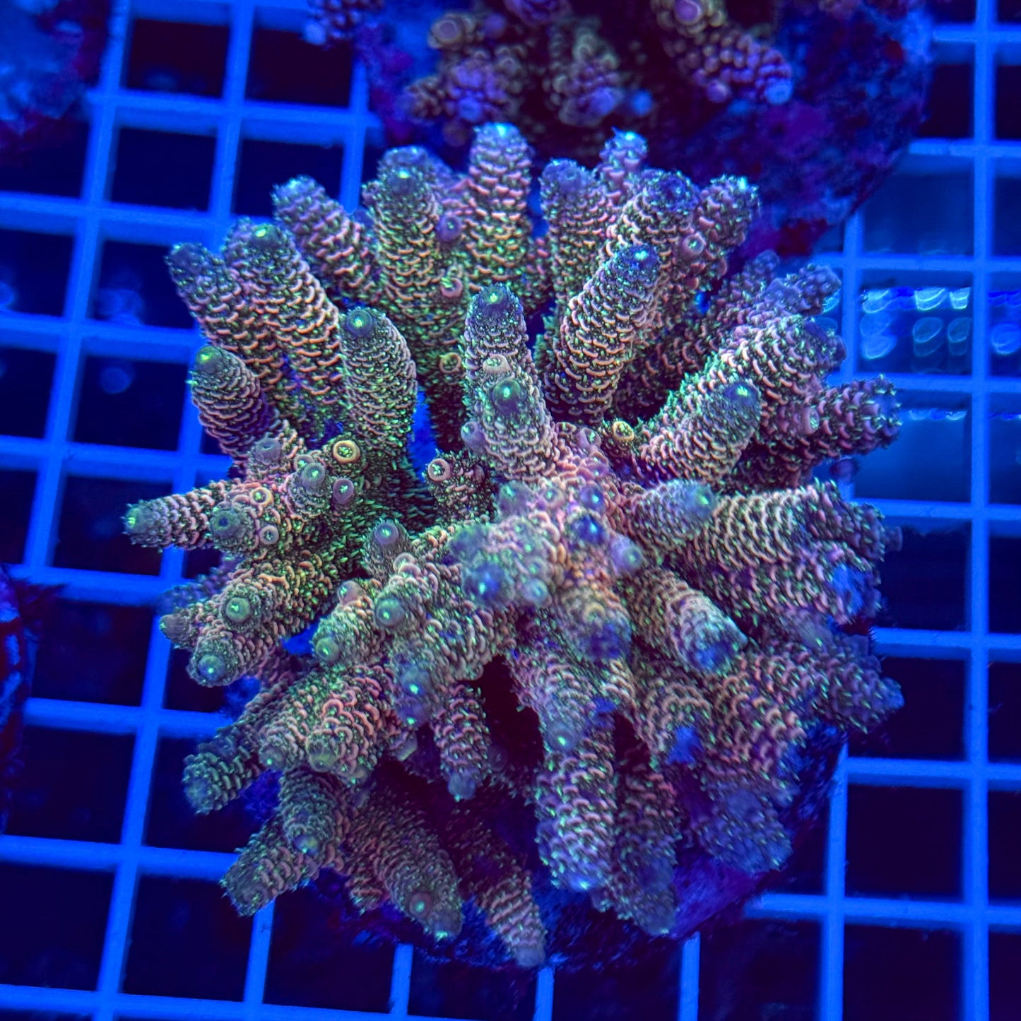 Acro Colony T2B2