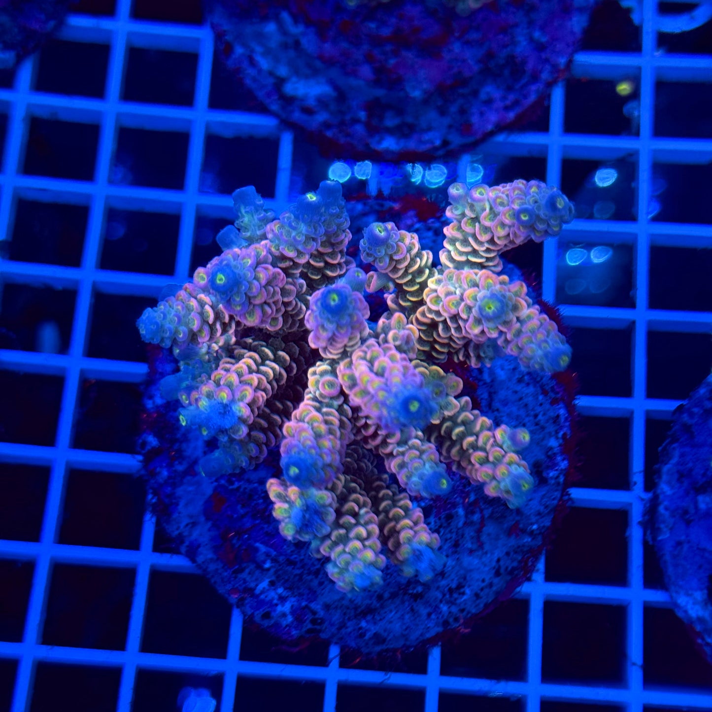 Acro Colony T2B3